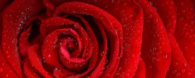 La rosa, flor estrella de la perfumería, legendaria y eterna.