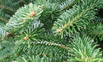 Los aromas de la Navidad